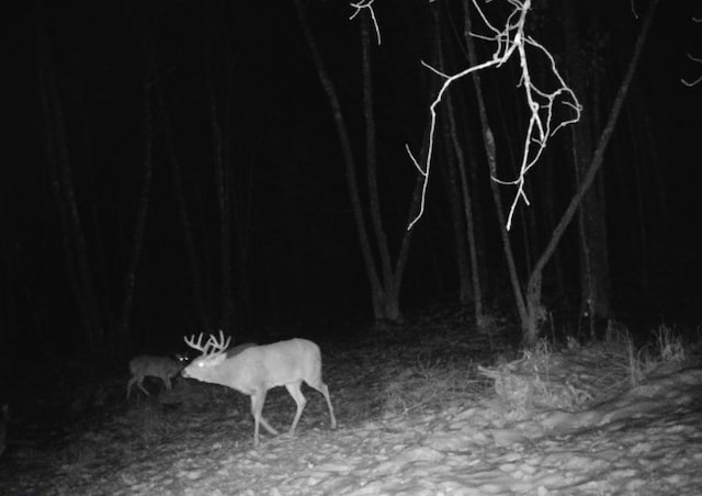 TBD Rash Forest Rd, Kingsdale, MN 55072 - photo 62