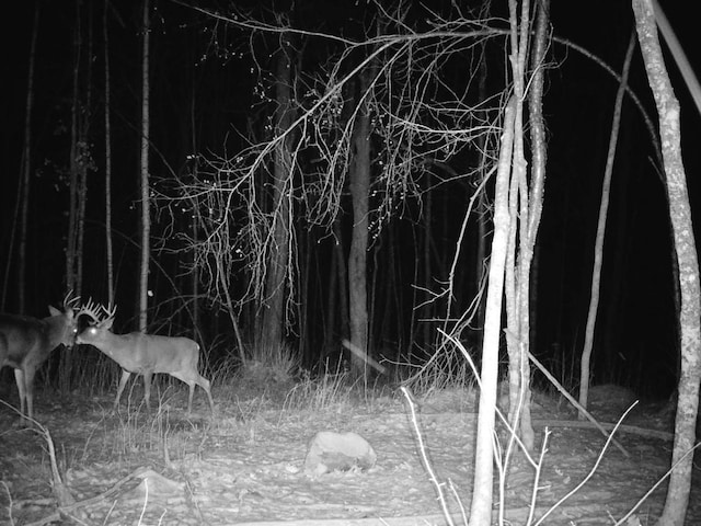 TBD Rash Forest Rd, Kingsdale, MN 55072 - photo 64