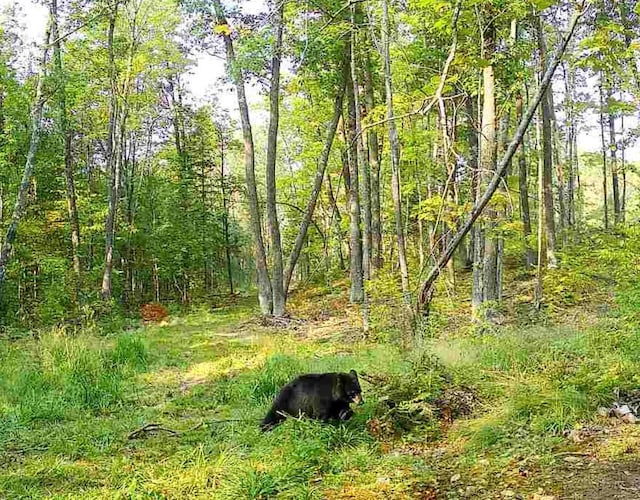 TBD Rash Forest Rd, Kingsdale, MN 55072 - photo 65