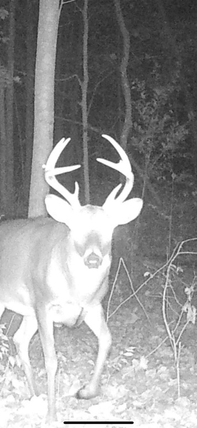 TBD County Rd W, Ruby Twp, WI 54745 - photo 9