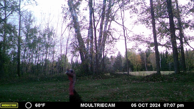 10563 Country View Dr SW, Bemidji, MN 56601 - photo 86