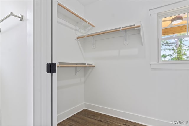 spacious closet featuring dark hardwood / wood-style flooring