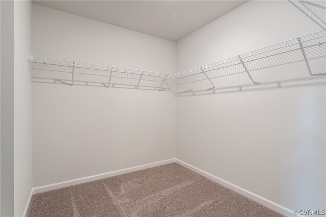 walk in closet featuring carpet flooring