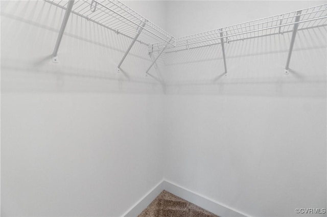 spacious closet featuring carpet floors