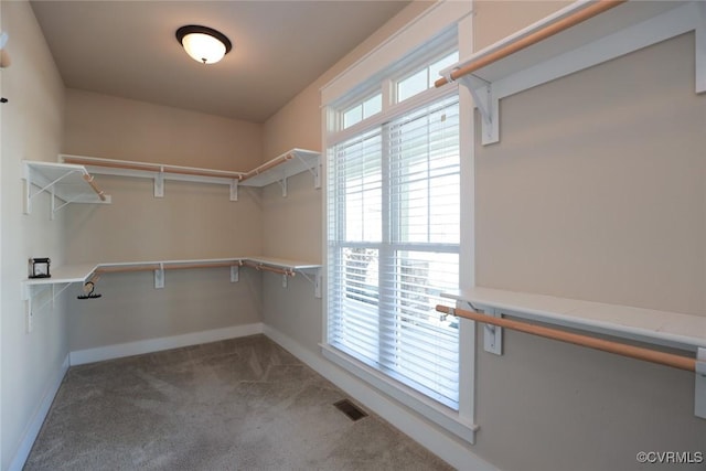 walk in closet with carpet floors