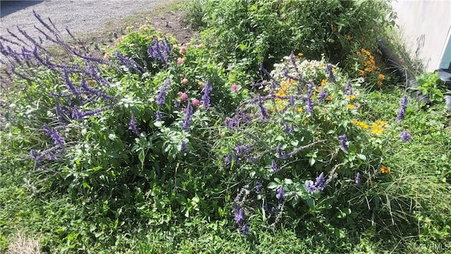 view of nature