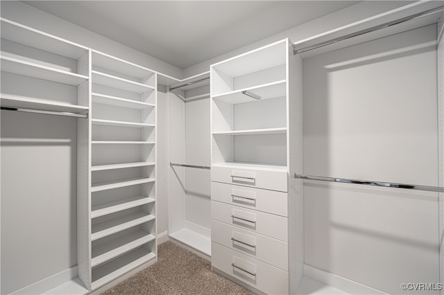 walk in closet with carpet flooring