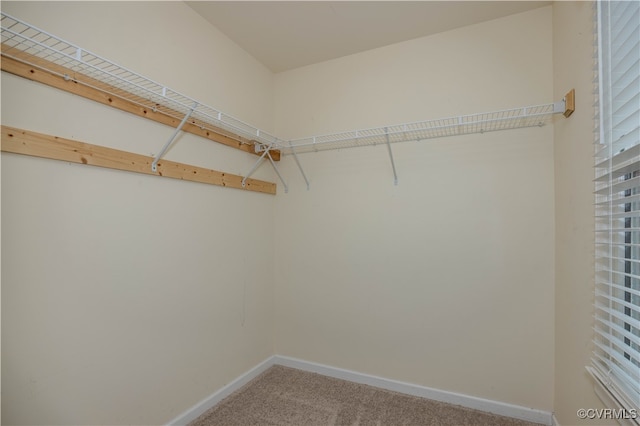 walk in closet featuring carpet flooring