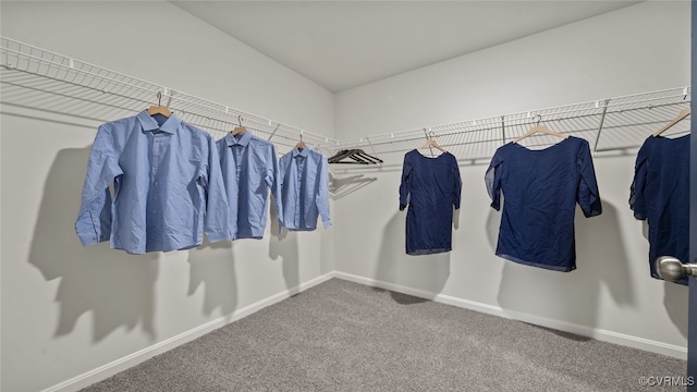 walk in closet with carpet flooring