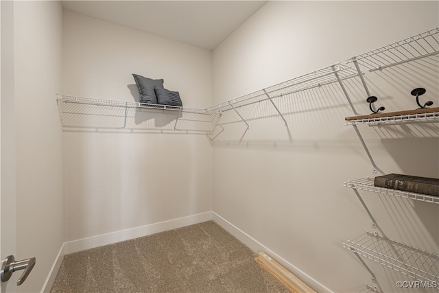 spacious closet featuring carpet flooring