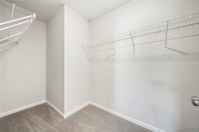 walk in closet with carpet floors