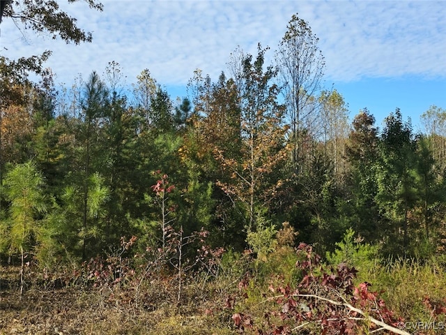 view of local wilderness