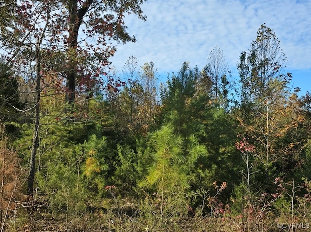 view of local wilderness