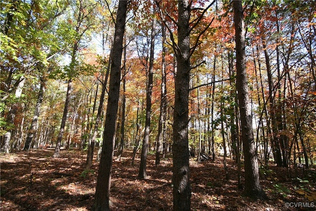 view of local wilderness