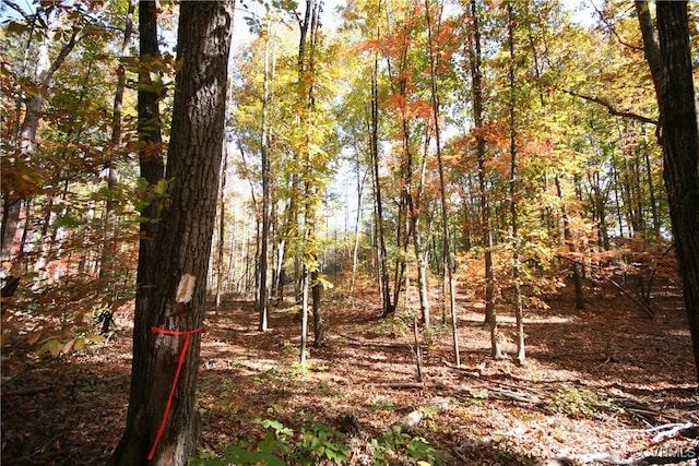 view of local wilderness