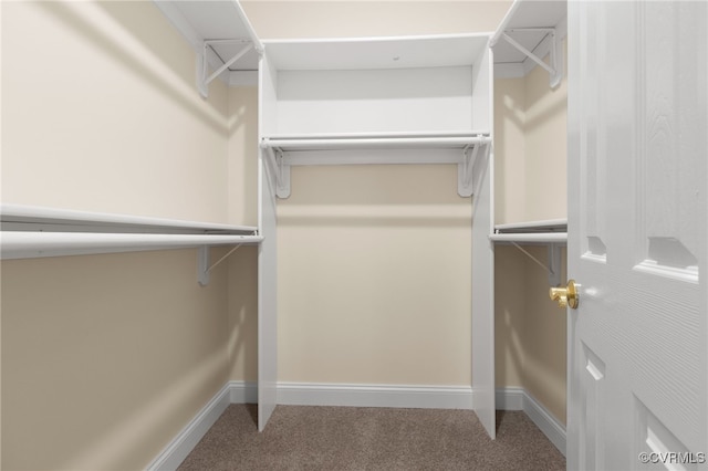 spacious closet featuring carpet flooring