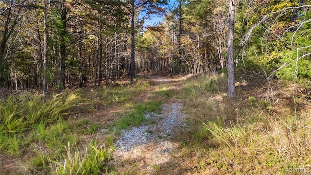 view of local wilderness