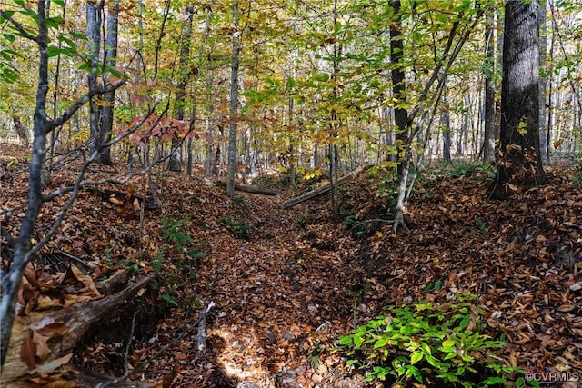 view of local wilderness