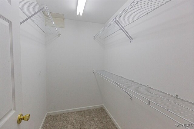 spacious closet featuring carpet floors