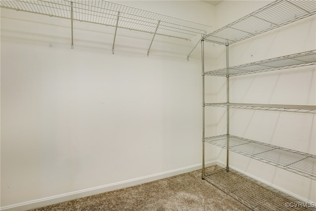 walk in closet featuring carpet flooring