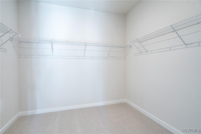 walk in closet featuring carpet floors