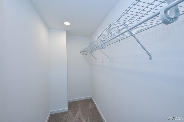 walk in closet with carpet flooring