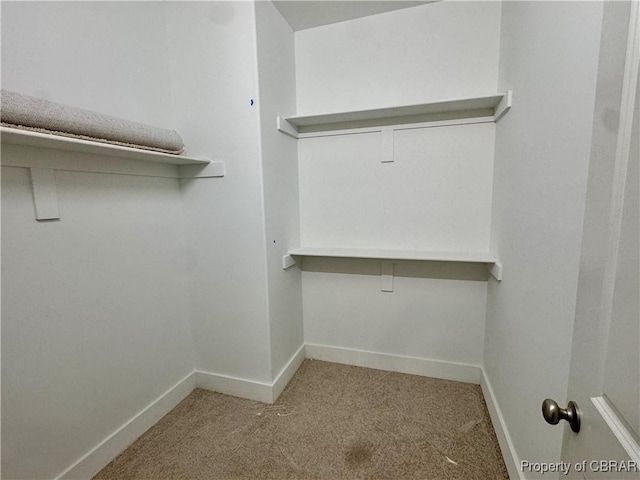 walk in closet featuring carpet floors