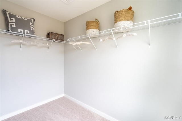 walk in closet with carpet flooring