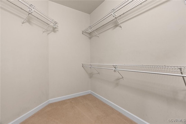 walk in closet featuring carpet flooring