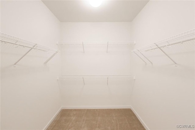 walk in closet featuring carpet flooring