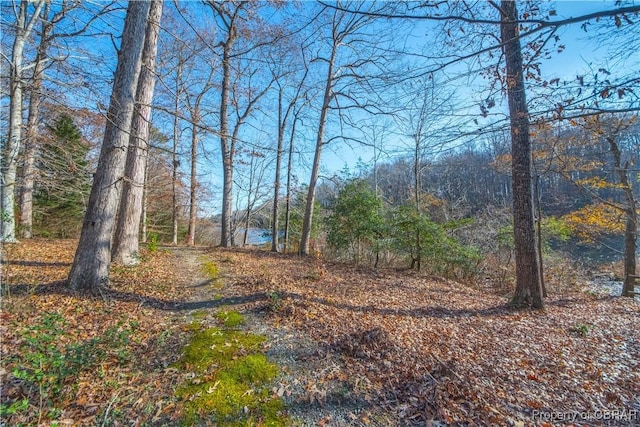 view of local wilderness