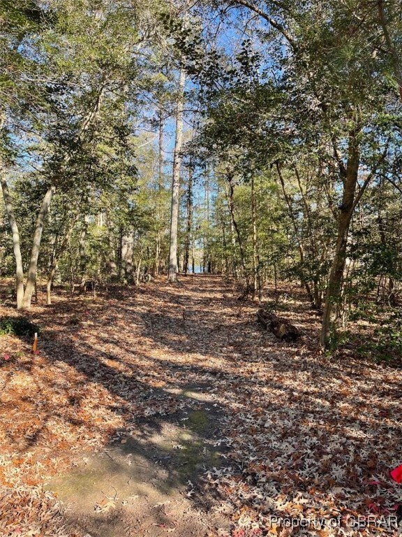 view of local wilderness