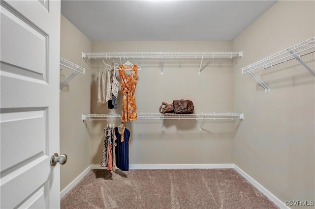 spacious closet featuring carpet