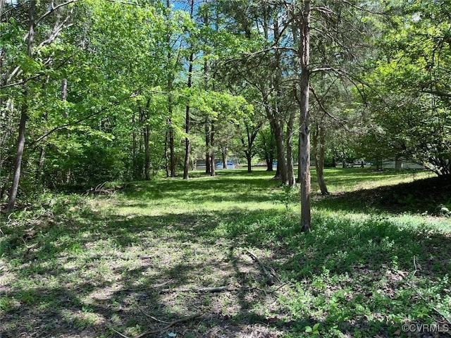 view of local wilderness