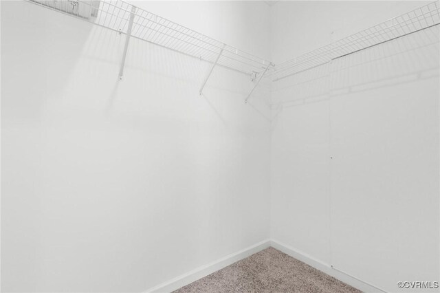 spacious closet featuring carpet floors