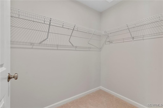 walk in closet with carpet flooring