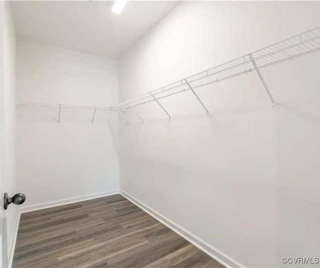 spacious closet with dark hardwood / wood-style flooring