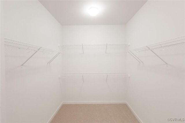 spacious closet featuring carpet