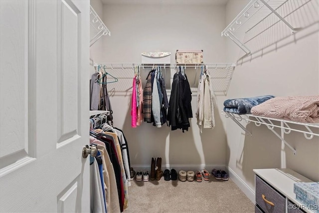 walk in closet with carpet floors