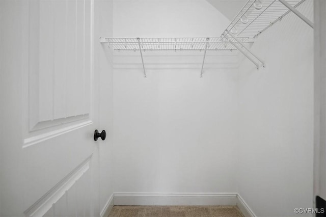 walk in closet with carpet flooring