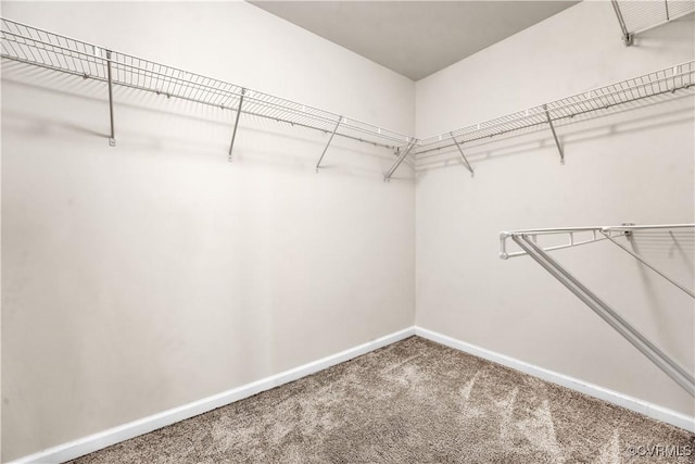 spacious closet with carpet