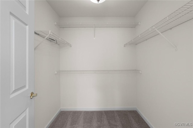 walk in closet with carpet flooring