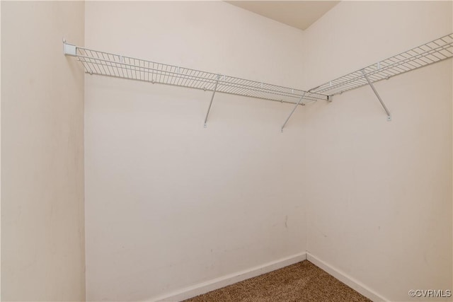 walk in closet featuring carpet flooring