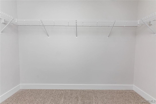 spacious closet featuring carpet