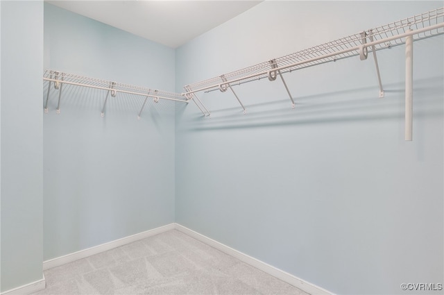 spacious closet featuring carpet floors