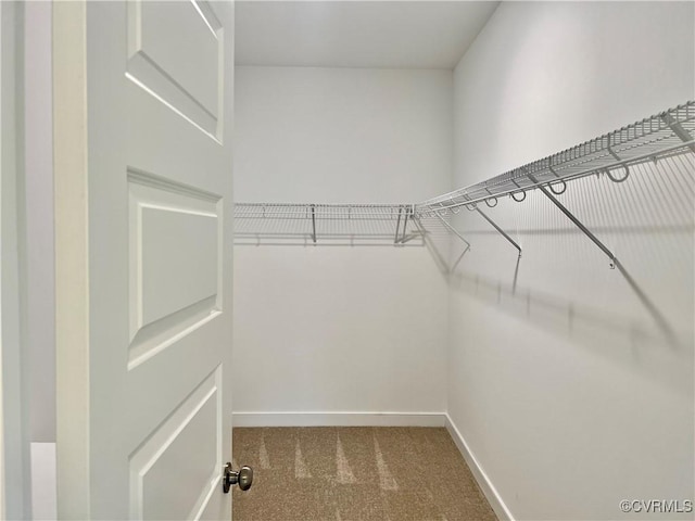 walk in closet featuring carpet floors