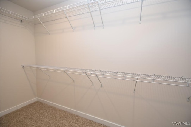 spacious closet with carpet flooring