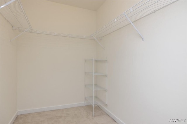 walk in closet with carpet flooring