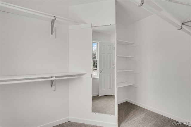 walk in closet featuring carpet floors