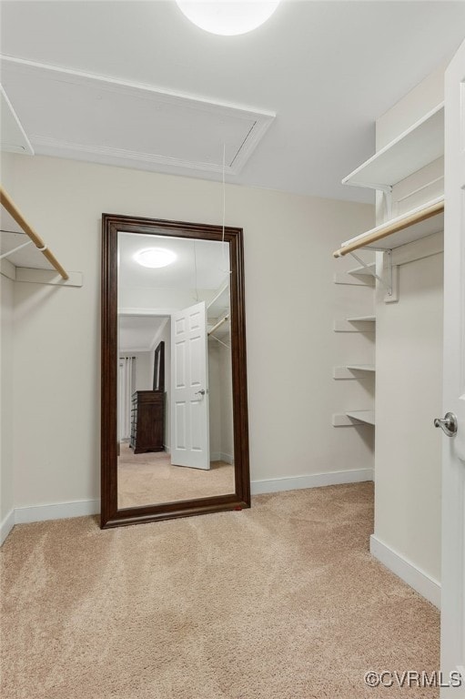 spacious closet featuring attic access and carpet floors